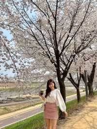 봄을 제대로 느낄 수 있는 벚꽃맛집 안양천🌸💗