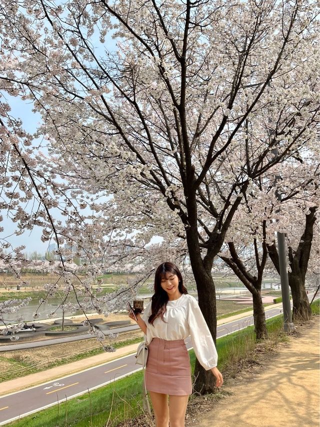 봄을 제대로 느낄 수 있는 벚꽃맛집 안양천🌸💗