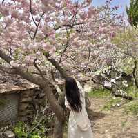 🌸서산 겹벚꽃명소 개심사🌸