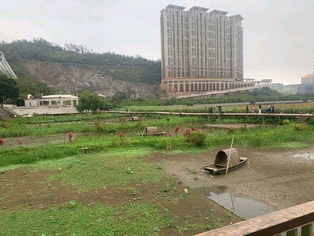 一望無際的“”龍環葡韻濕地” 澳門免費景點 