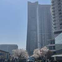 桜スポットの意外と穴場？！みなとみらい