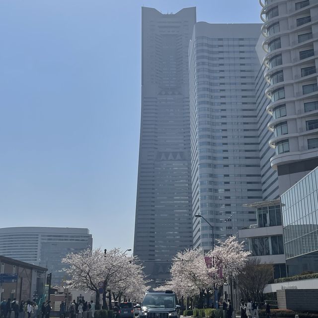 桜スポットの意外と穴場？！みなとみらい