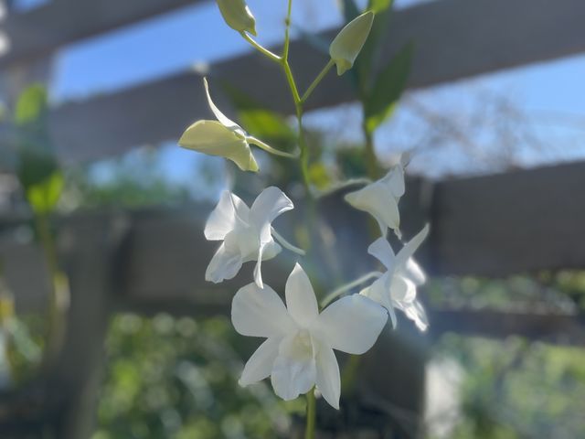 西貢天堂《白臘灣》水清沙幼沙灘🏝️🩵