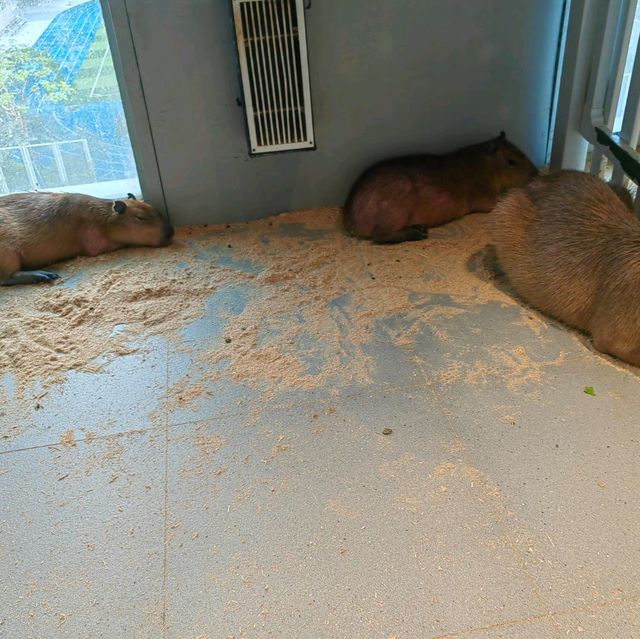 筍崗室內動物園
