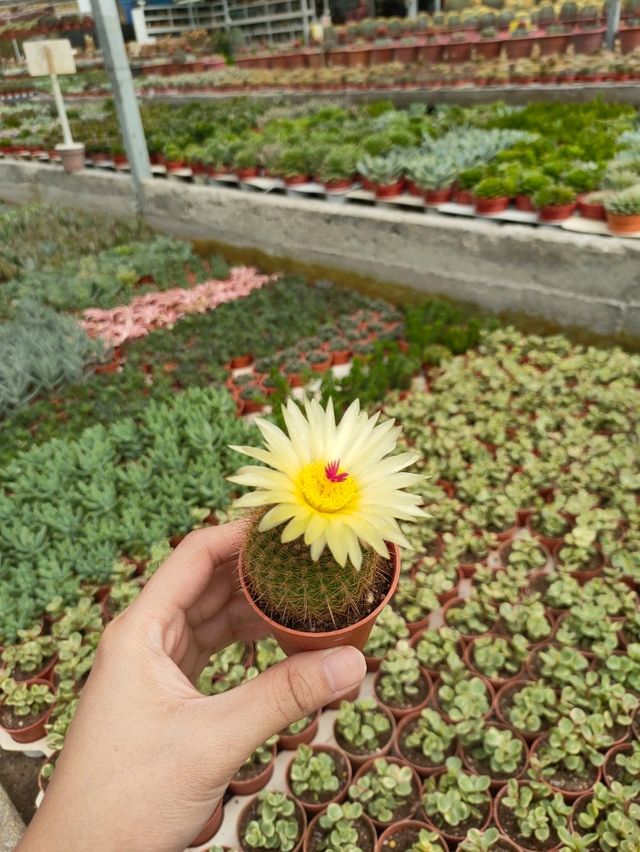 Variety of Cactus in Cameron Highland 
