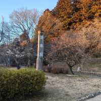 Plum tree garden in March 