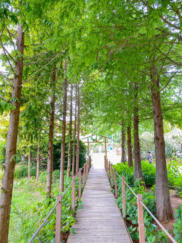 🌾팜파스 성지 가을 필수 여행 코스 태안 청산수목원