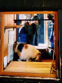 A Purrfect Tribute to Tama's Legacy