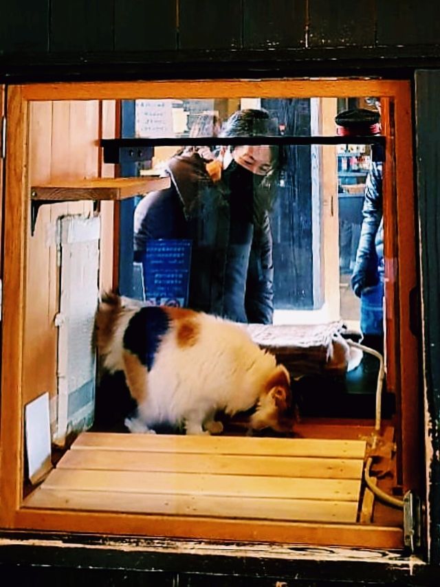 A Purrfect Tribute to Tama's Legacy
