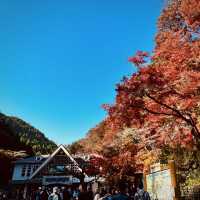 東京紅葉實況
