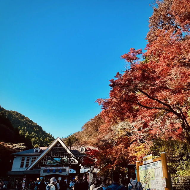 東京紅葉實況