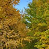 今が見ごろ！昭和記念公園かたらいのイチョウ並木🌲