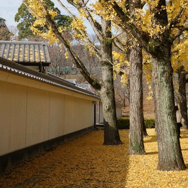🇯🇵北九州之旅•添上金衣的熊本城🏯✨️