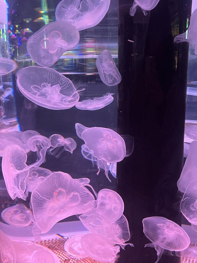 겨울 실내데이트 코스로 강추하는 아쿠아플라넷 광교🐬