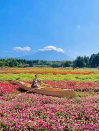 【絶景】まるで絵本の世界📖カラフルな秋の花々がかわいい虹の花まつり2023🌼
