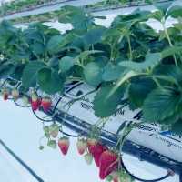 Strawberry Picking @ Greenarium Awaji 🇯🇵