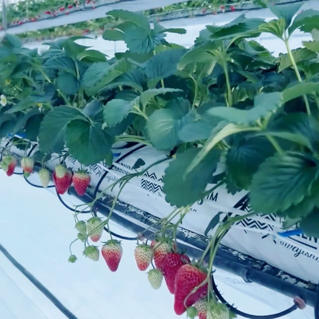 Strawberry Picking @ Greenarium Awaji 🇯🇵