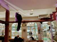 Caturday Cat Cafe