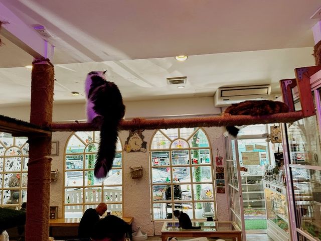 Caturday Cat Cafe