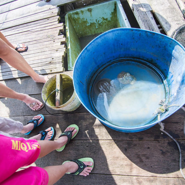 Marine Life unfolds at Kukup Kelong