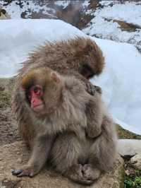 Snow Monkey Park 