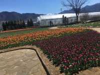 Herb garden travel diary