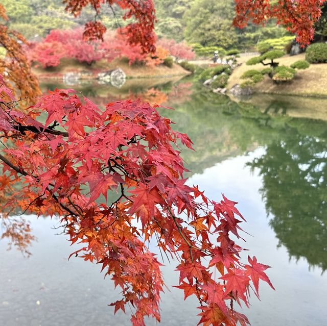 栗林公園🍁十二月賞楓❤️一步一景