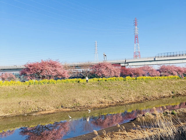 Sakura Along the river