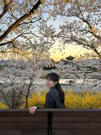 청주 벚꽃명소🌸 무심천🏞️