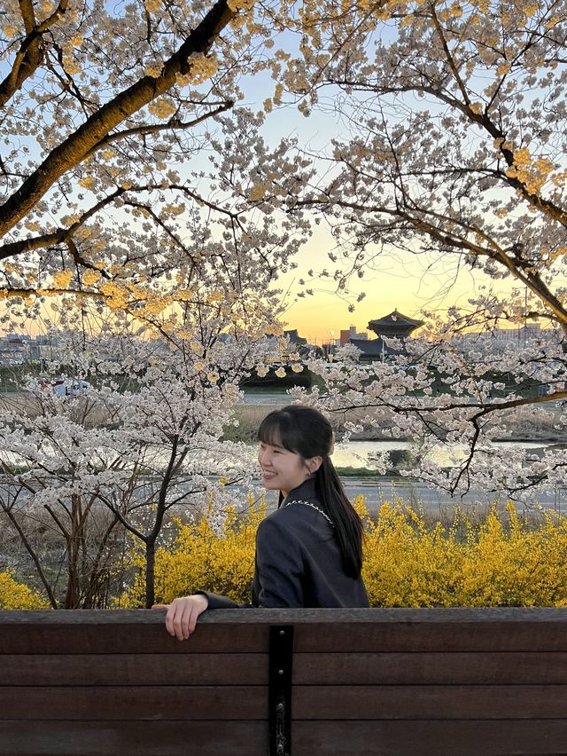 청주 벚꽃명소🌸 무심천🏞️