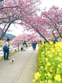 【河津桜まつり/静岡県】河津桜見るなら河津町へ
