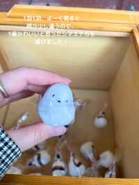 【北海道 帯広】シマエナガの御朱印とおみくじがかわいい⛩️帯廣神社