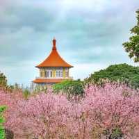 ซากุระไต้หวัน 2024! บานสะพรั่ง วิววัดเทียนหยวน