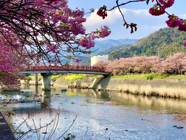 🇯🇵靜岡｜伊豆河津櫻🌸2月關東賞櫻首選