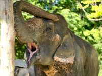 Ao Nang Elephant Sanctuary