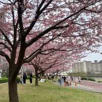 🌸2024東京汐入公園賞櫻悅目🌸
