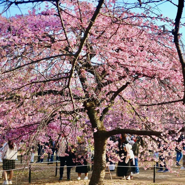 Blooming 🌸 season @ Yoyogi Park, Tokyo 🇯🇵