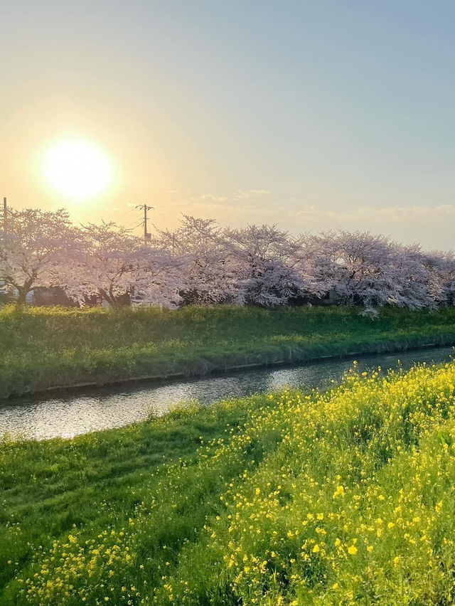 ชมซากุระกับดอกนาโนะฮานะ ที่ Kuki, Saitama 🌸🌼