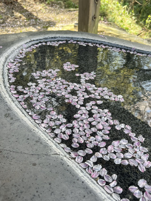 【うきは観光】桜の季節がオススメな山の上の絶景スポット