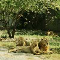 🇹🇭 Wild Adventures Awaits at Safari World 