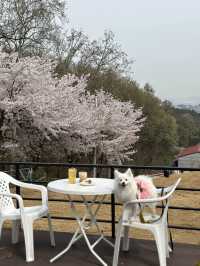 새롭게 찾은 청주 벚꽃 1열뷰 카페🌸💖 