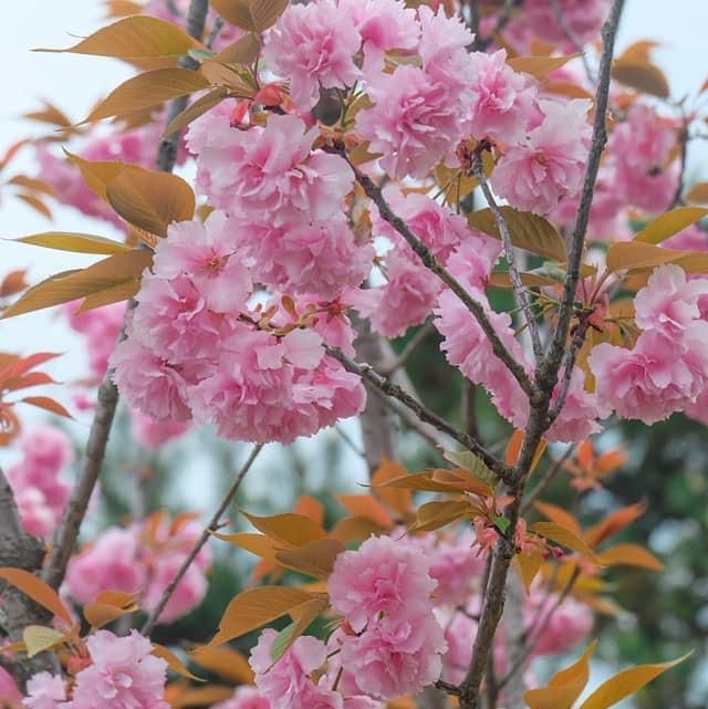 Spring in Arashiyama 1-day trip🌸🎋