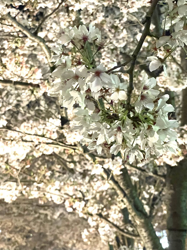 【段葛/神奈川県】約600mの桜のトンネル