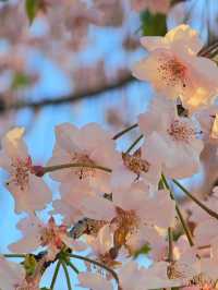 거창 임불마을 능수벚꽃
