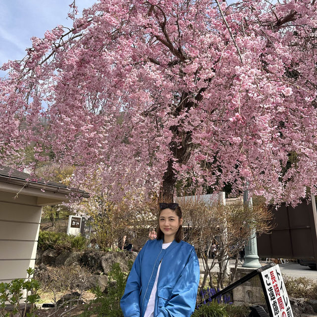 天上山公園&河口湖纜車&櫻花🌸