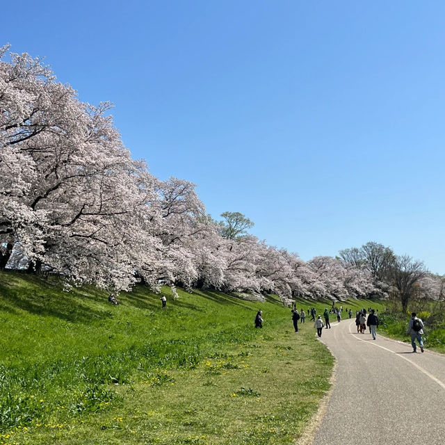 井原堤水邊公園：絢爛櫻花