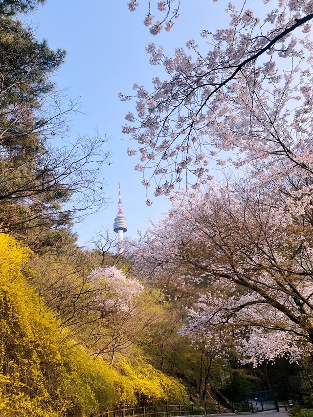 Namsan Park in South Korea 🇰🇷🌸