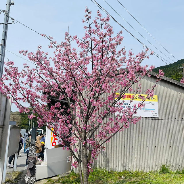 🌸วัดนันโซอินยามซากุระผลิบาน