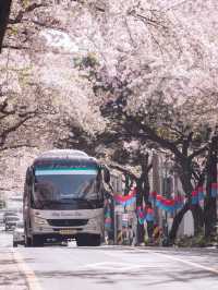 🇰🇷濟州島 ｜韓國最推薦的櫻花大道「典農路」