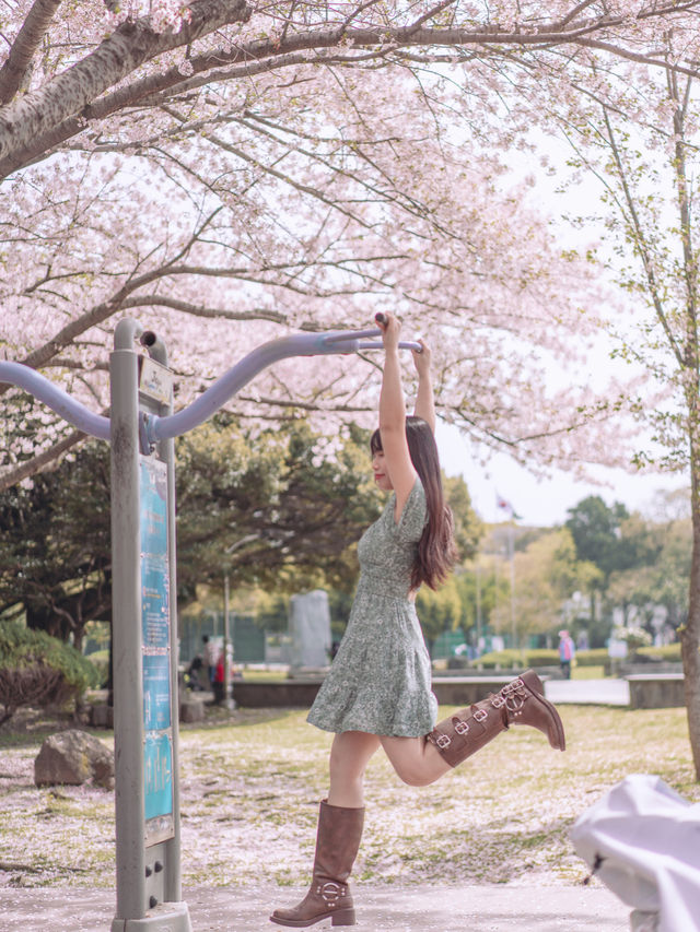 🇰🇷濟州島｜新山公園超美櫻花籃球場拍到人生照片！